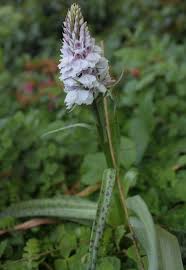 Attēlu rezultāti vaicājumam “Dactylorhiza maculata flower”