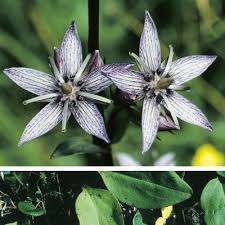 Attēlu rezultāti vaicājumam “Swertia perennis leaf”