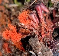 Attēlu rezultāti vaicājumam “Didymium tussilaginis spores”