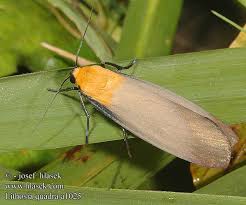 Attēlu rezultāti vaicājumam “Lithosia quadra”