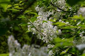 Attēlu rezultāti vaicājumam “Padus avium fruit”
