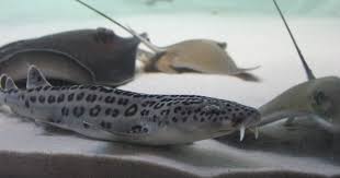 Image result for Poroderma pantherinum