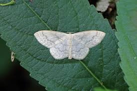 Attēlu rezultāti vaicājumam “Scopula floslactata”