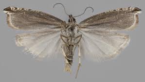 Attēlu rezultāti vaicājumam “Ancylis apicella”