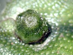 Attēlu rezultāti vaicājumam “Conocephalum conicum”