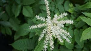 Image result for Aruncus dioicus