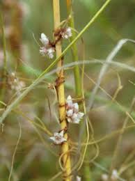 Attēlu rezultāti vaicājumam “Cuscuta epithymum subsp. trifolii flower”