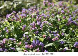 Attēlu rezultāti vaicājumam “Pulmonaria obscura”