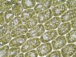 Attēlu rezultāti vaicājumam “Tritomaria exsectiformis”