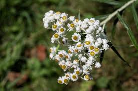Attēlu rezultāti vaicājumam “Anaphalis margaritacea flower”