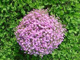Attēlu rezultāti vaicājumam “Gypsophila muralis”