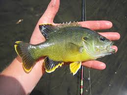 Image result for Lepomis cyanellus