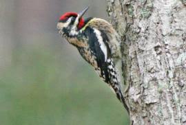 Image result for Sphyrapicus varius