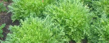 Image result for Chicorée