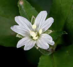 Attēlu rezultāti vaicājumam “Epilobium roseum flower”