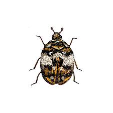 Attēlu rezultāti vaicājumam “Anthrenus sp.”