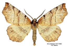 Attēlu rezultāti vaicājumam “Selenia dentaria”