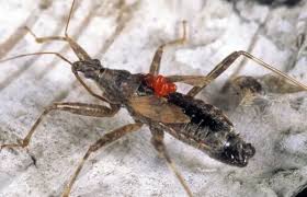 Attēlu rezultāti vaicājumam “Himacerus apterus”