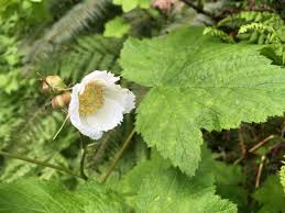Attēlu rezultāti vaicājumam “Rubus parviflorus leaf”