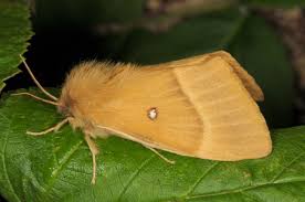 Attēlu rezultāti vaicājumam “Lasiocampa quercus imago”