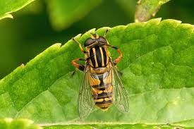 Attēlu rezultāti vaicājumam “Helophilus pendulus”
