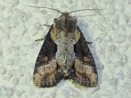 Attēlu rezultāti vaicājumam “Apamea ophiogramma”