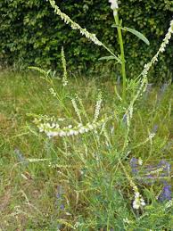 Attēlu rezultāti vaicājumam “Melilotus albus flower”
