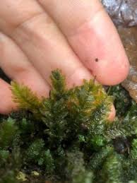 Attēlu rezultāti vaicājumam “Fissidens adianthoides”