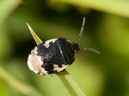 Attēlu rezultāti vaicājumam “Tritomegas bicolor”