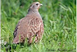 Attēlu rezultāti vaicājumam “Perdix perdix”