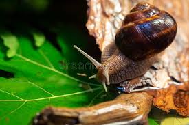 Attēlu rezultāti vaicājumam “Helicidae”