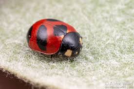 Attēlu rezultāti vaicājumam “Coccinellidae”