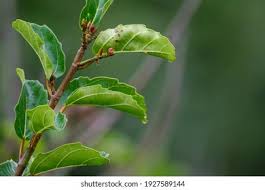 Attēlu rezultāti vaicājumam “Salix cinerea leaf”