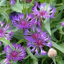 Image result for Flockenblume