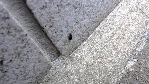 Attēlu rezultāti vaicājumam “Korynetes caeruleus”