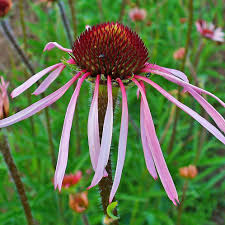 Image result for Echinacea pallida