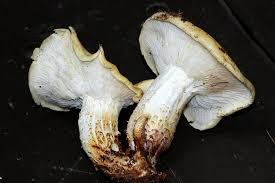 Attēlu rezultāti vaicājumam “Lentinus lepideus”