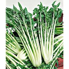 Image result for Chicorée