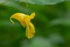 Attēlu rezultāti vaicājumam “Impatiens noli-tangere”