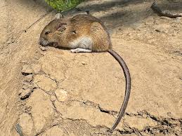 Attēlu rezultāti vaicājumam “Sicista betulina”