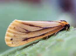 Attēlu rezultāti vaicājumam “Setina irrorella”