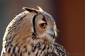 Attēlu rezultāti vaicājumam “Bubo bubo adult”