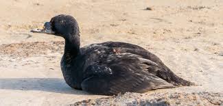 Attēlu rezultāti vaicājumam “Melanitta nigra male”