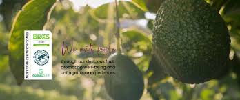 Attēlu rezultāti vaicājumam “Libanotis montana fruit”