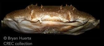 Image result for Squatina dumeril