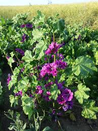 Image result for Malva sylvestris var. mauritiana