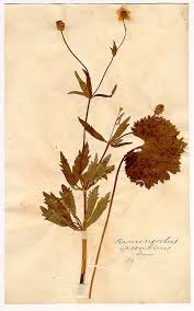 Attēlu rezultāti vaicājumam “Ranunculus cassubicus”