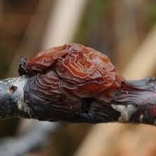 Attēlu rezultāti vaicājumam “Exidia repanda”