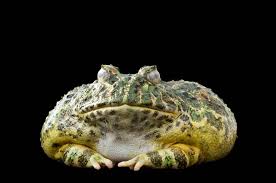 Image result for Ceratophrys ornata