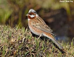 Image result for Emberiza leucocephalos